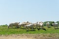 French Charolais cattle cows