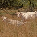 Charolais cattle.