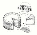 French cheese illustration. Hand drawn vector blue cheese illustration. Engraved style camembert. Vintage brie cheese illustration