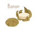 French cheese wheels of Banon wrapped in chestnut leaf. Whole rounds of gourmet soft chees. Colored flat vector