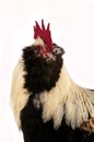 French Chicken called Faverolle, Portrait of Cockerel against White Background Royalty Free Stock Photo