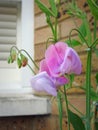 French colonial sweet peas flowers plants gardens small patio potted container garden summer spring
