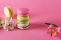 French Colorful Macarons Colorful Pastel Macarons on Pink Background Green Beige and Pink Macaron on Pink Background Sweet and