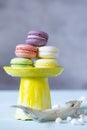 French cookies macaroons on yellow tray in marine decoration of shells and driftwood.