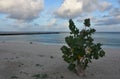 French Cotton Bush on a Beach In Aruba Royalty Free Stock Photo