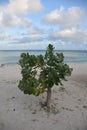 French Cotton Bush on a Sand Beach in Aruba Royalty Free Stock Photo