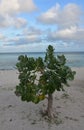 French Cotton Bush on a Sandy Beach in Aruba Royalty Free Stock Photo