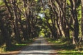 French country road running through tree alley Royalty Free Stock Photo