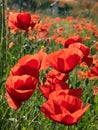 Poppies Closeup in Provence