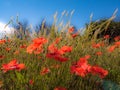 Poppy Bloom Symphony in red Royalty Free Stock Photo