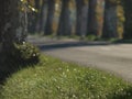 French countryside road on autumn