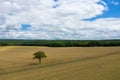 The French Countryside with a tree in a wheat field in Europe, France, Burgundy, Nievre, in summer on a sunny day Royalty Free Stock Photo