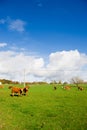 French cows