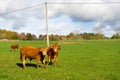 French cows