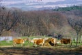 French cows on green field pasturage, Royalty Free Stock Photo