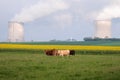 French cows in a meadow and nuclear power plant's smoky chimneys in Cattenom