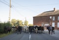 French cows tranferred from one meadow to another through village