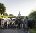 French cows tranferred from one meadow to another through village