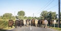 French cows tranferred from one meadow to another through village
