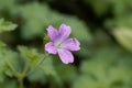 French crane bill Geranium endressii Royalty Free Stock Photo