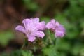 French cranesbill Rose Clair