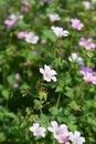 French cranesbill Rose Clair