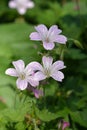 French cranesbill Rose Clair