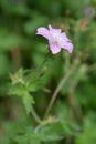 French cranesbill Rose Clair