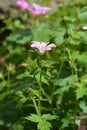 French cranesbill Rose Clair