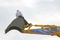 French dancer Philippe Priasso performs with excavator Royalty Free Stock Photo