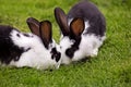 French Domestic Rabbit called Geant Papillon Francais Royalty Free Stock Photo