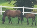 French farm horses green summer