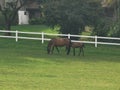 French farm horses green summer