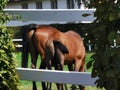 French farm horses green summer