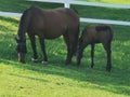 French farm horses green summer