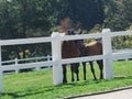 French farm horses green summer