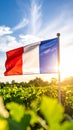 French flag waving in sunlit vineyard at sunset with blue sky Royalty Free Stock Photo