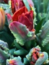 French flaming parrot tulips