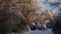 French forest in black and white sleeps under a blanket of snow