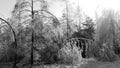 French forest in black and white sleeps under a blanket of snow