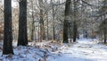 French forest in black and white sleeps under a blanket of snow