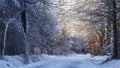 French forest in black and white sleeps under a blanket of snow