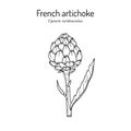 French, globe or green artichoke