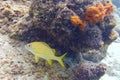 French grunt fish swimming near a corals