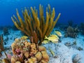 French grunt, Haemulon flavolineatum. Fringing coral reef in Bonaire, Caribbean Netherlands. Diving holiday Royalty Free Stock Photo