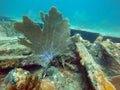 French grunt by a sea fan off Pompano Beach