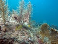 French grunt by a soft coral off Pompano Beach Royalty Free Stock Photo