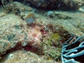 French grunt swimming among coral Royalty Free Stock Photo