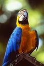 French Guyane: Ara parrot in the amazon rain forest near Cayenne