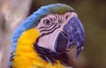 French Guyane: A Ara parrot